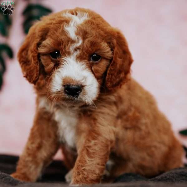 Pearl F2B, Mini Goldendoodle Puppy